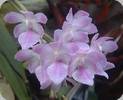 Aerides rosea (Syn. A. fieldingii)